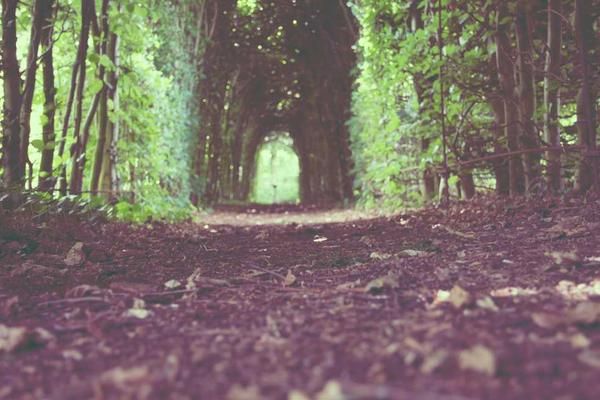 An image uploaded to Strapi called couleur_vert_sage